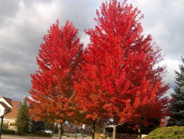 Acer Freemani Autumn Blaze / Érable Autumn Blaze®