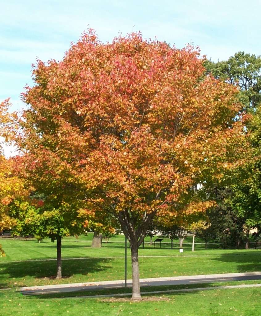 Acer Rubrum Northwood / Érable rouge Northwood