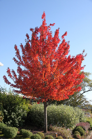 Acer Rubrum Redpointe / Érable rouge Redpointe®