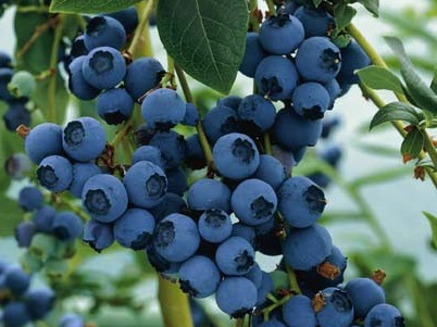 Blueberry - Blueray