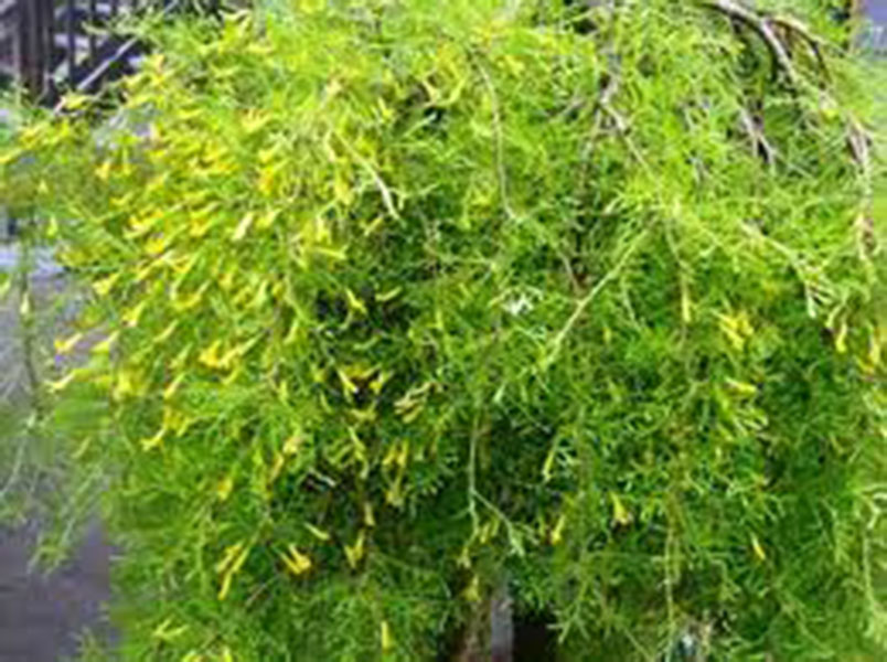 Caragana Arborescens Pendula / Caragana pleureur