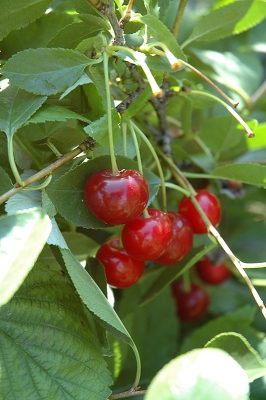 Prunus x kerrasis 'Crimson Passion'