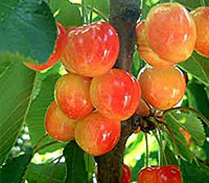 Prunus avium 'Rainier'