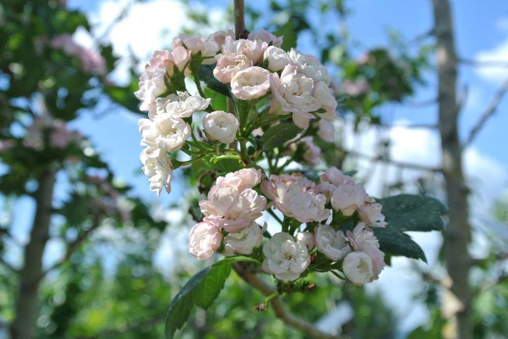 Toba Flowering Hawthorn