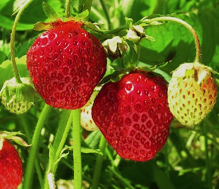 Strawberry - Veestar