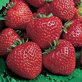 Strawberry - Chambly