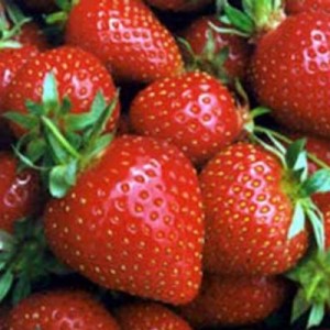 Strawberry - Kent