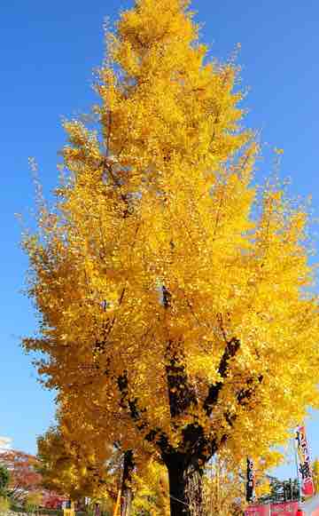 Ginkgo Biloba Autumn Gold / Arbre aux quarante écus Autumn Gold