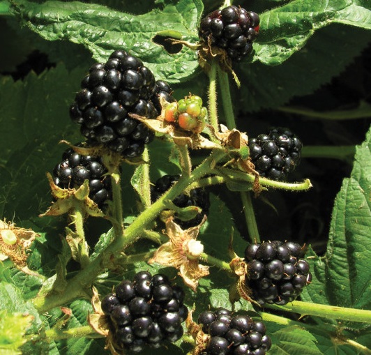 Blackberry - Perron noir