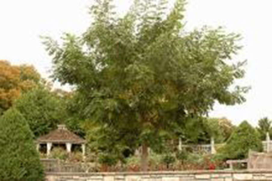 His Majesty Amur Cork Tree