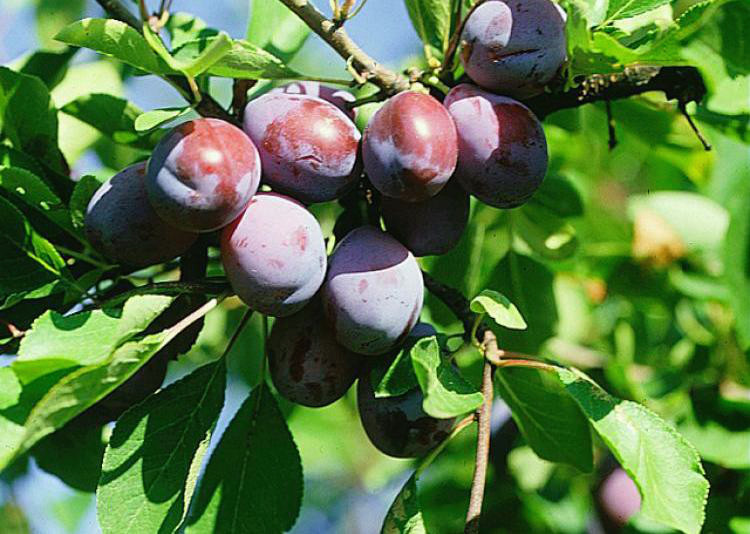 Prunus domestica 'Italian'