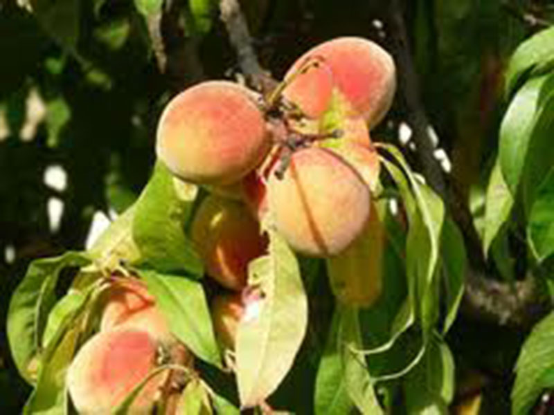 Prunus salicina 'Shiro'