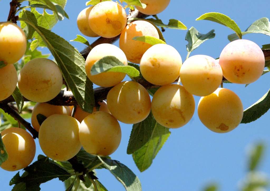 Prunus domestica 'Mirabelle'