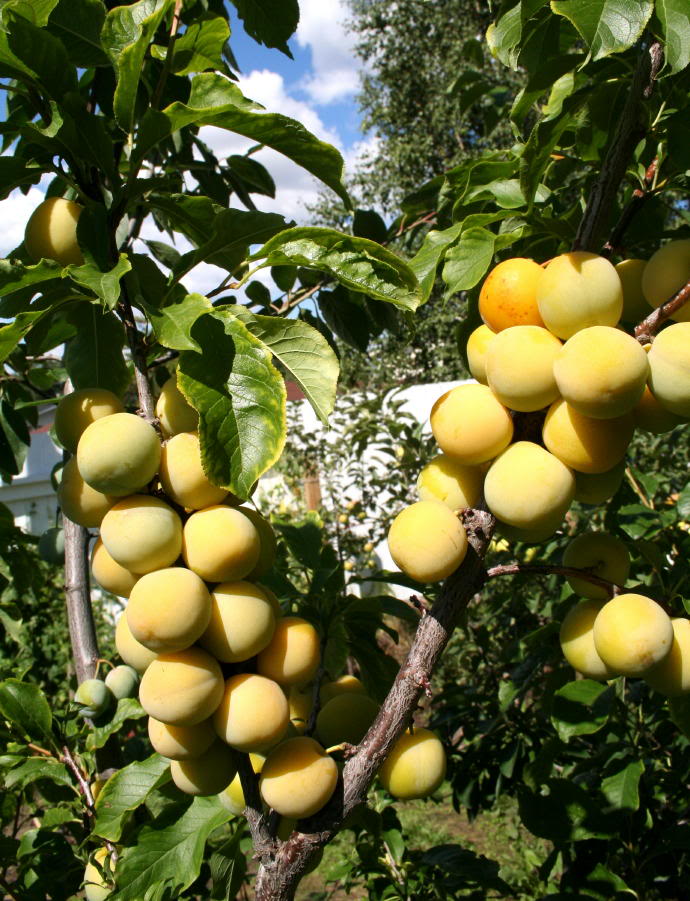 Prunus americana 'Ptitsin'