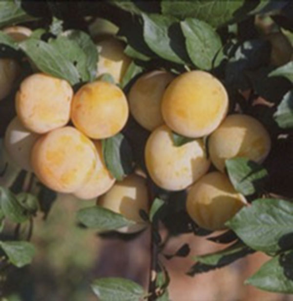 Prunus domestica 'Reine Claude'