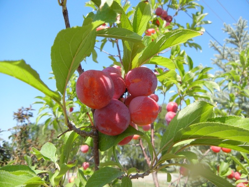 Prunus Americana Toka / Prunier Américain Toka