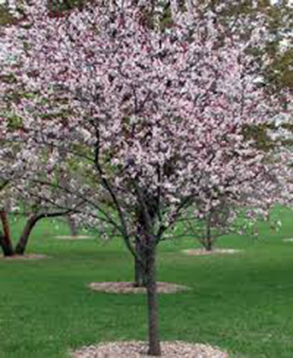 Prunus Cerasifera Newport / Prunier Newport