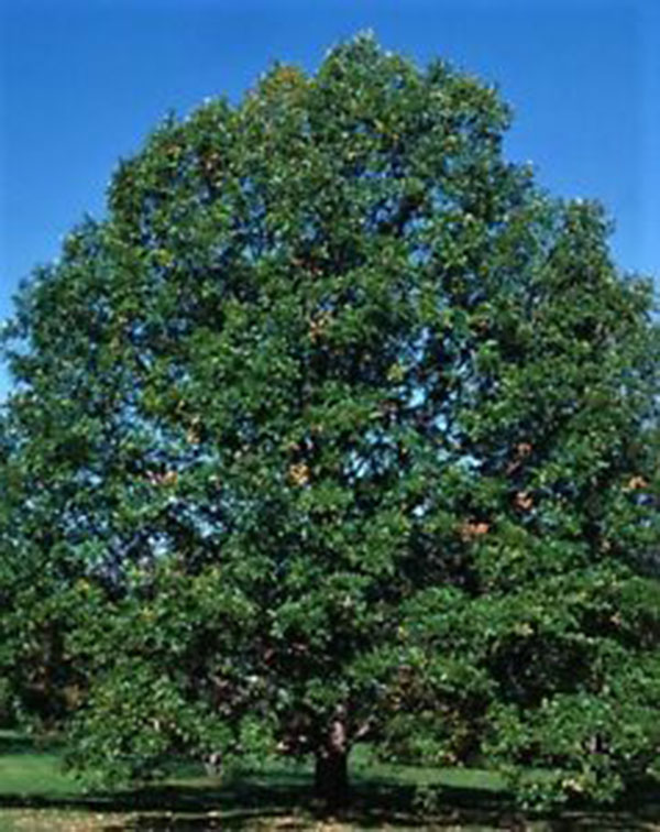 Quercus Bicolor / Chêne bicolore
