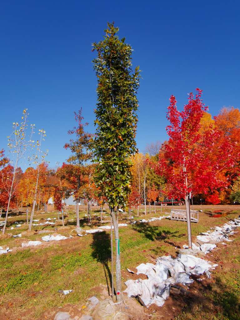Quercus Palustris Green Pillar / Chêne des marais Green Pillar
