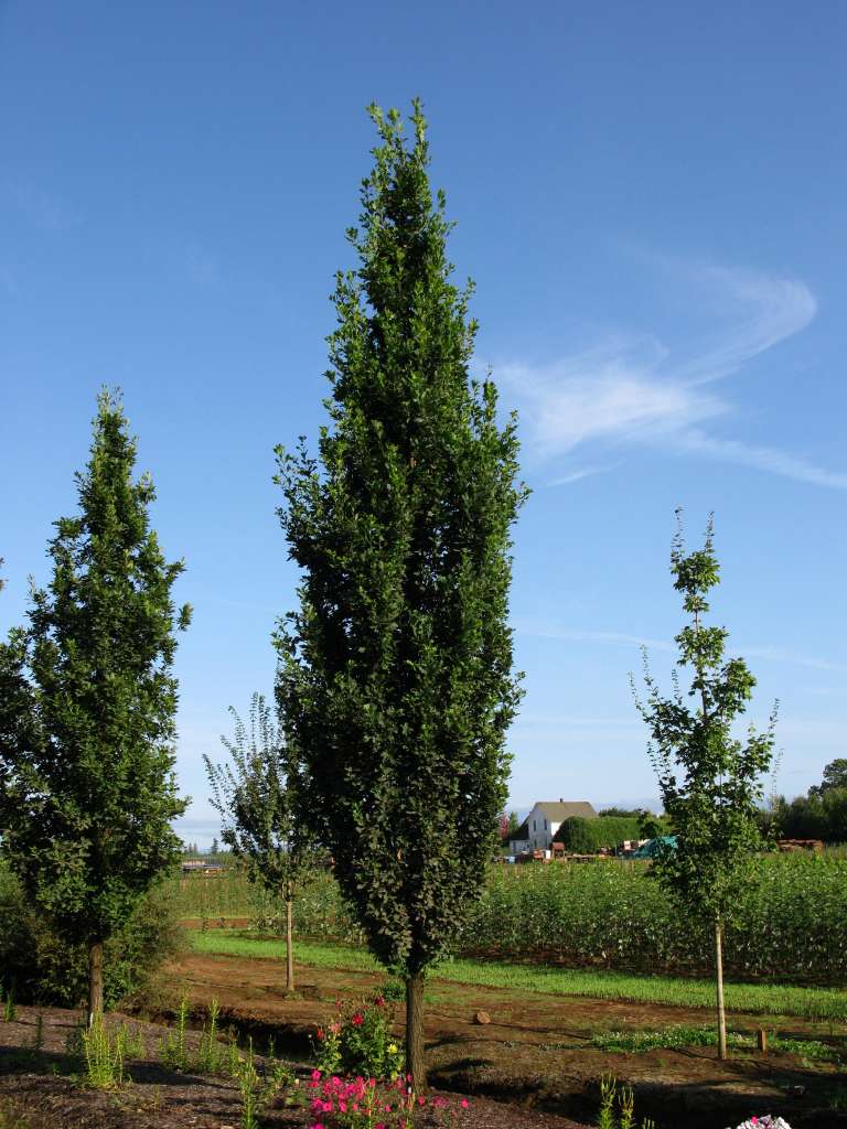 Quercus Robur Skinny Genes / Chêne fastigié Skinny Genes®
