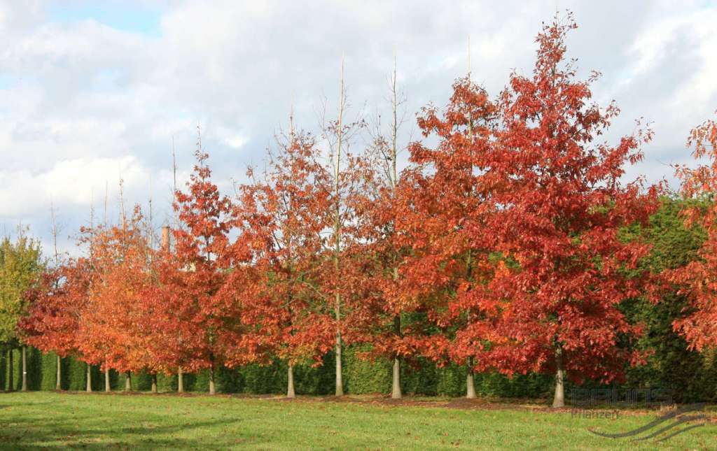 Quercus Rubra / Chêne rouge d'Amérique