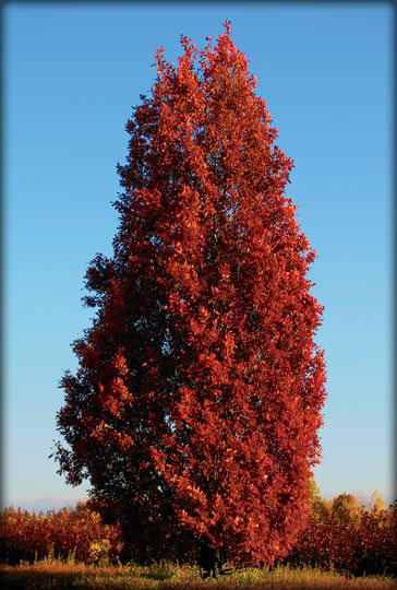 Quercus Robur Crimson Spire / Chêne fastigié Crimson Spire™