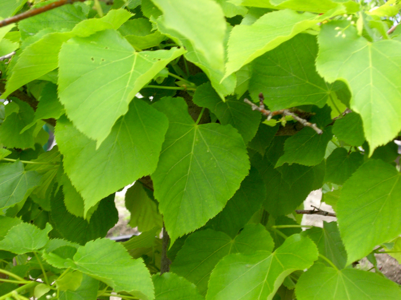 Tilia Flavescens Glenleven / Tilleul à feuilles moyennes