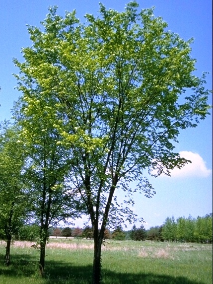 Valley Forge American Elm