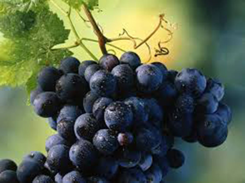 Grape vine - Beta