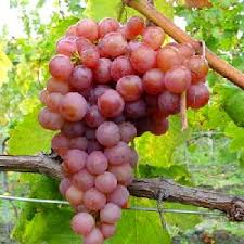 Grape vine - Canadice