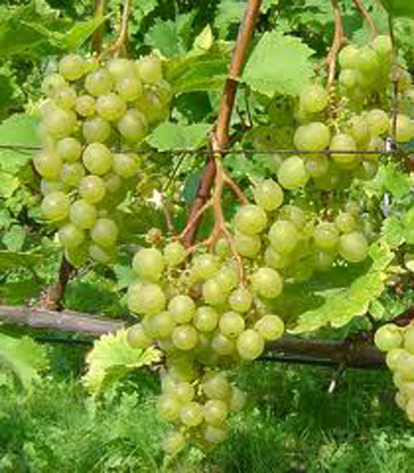 Grape vine - Prairie Star