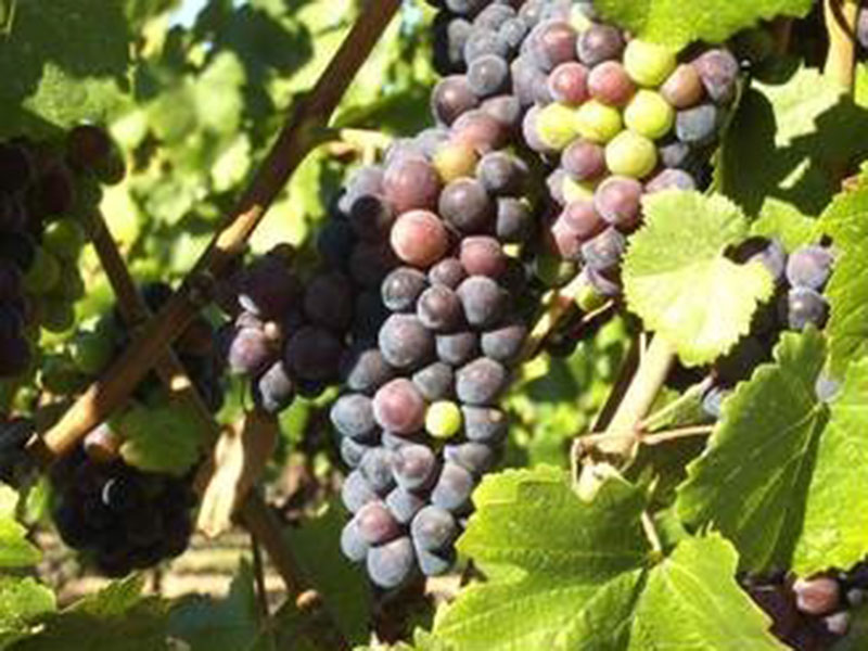 Grape vine - Sabrevois