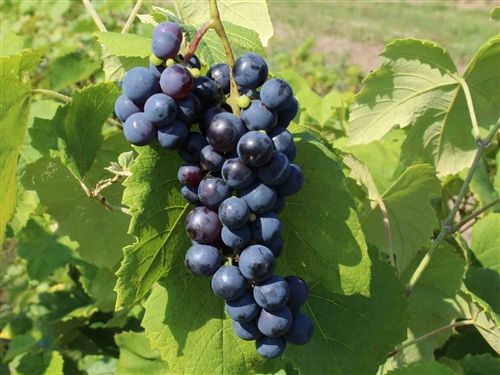 Grape vine - Trollhaugan