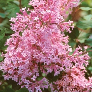 Bloomerang® Pink Perfume Lilac Standard